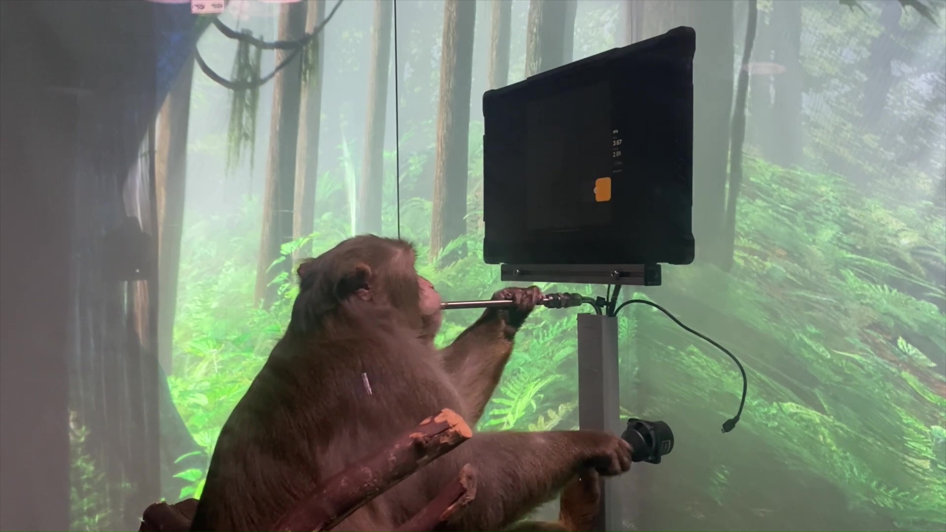 サルが脳波だけで『ポン』を遊ぶ驚きの動画公開。まひを持つ人のために脳波でコンピューターを操作する研究の最新成果_002