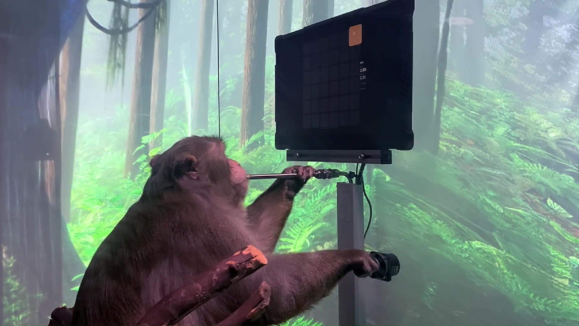 サルが脳波だけで『ポン』を遊ぶ驚きの動画公開。まひを持つ人のために脳波でコンピューターを操作する研究の最新成果_001