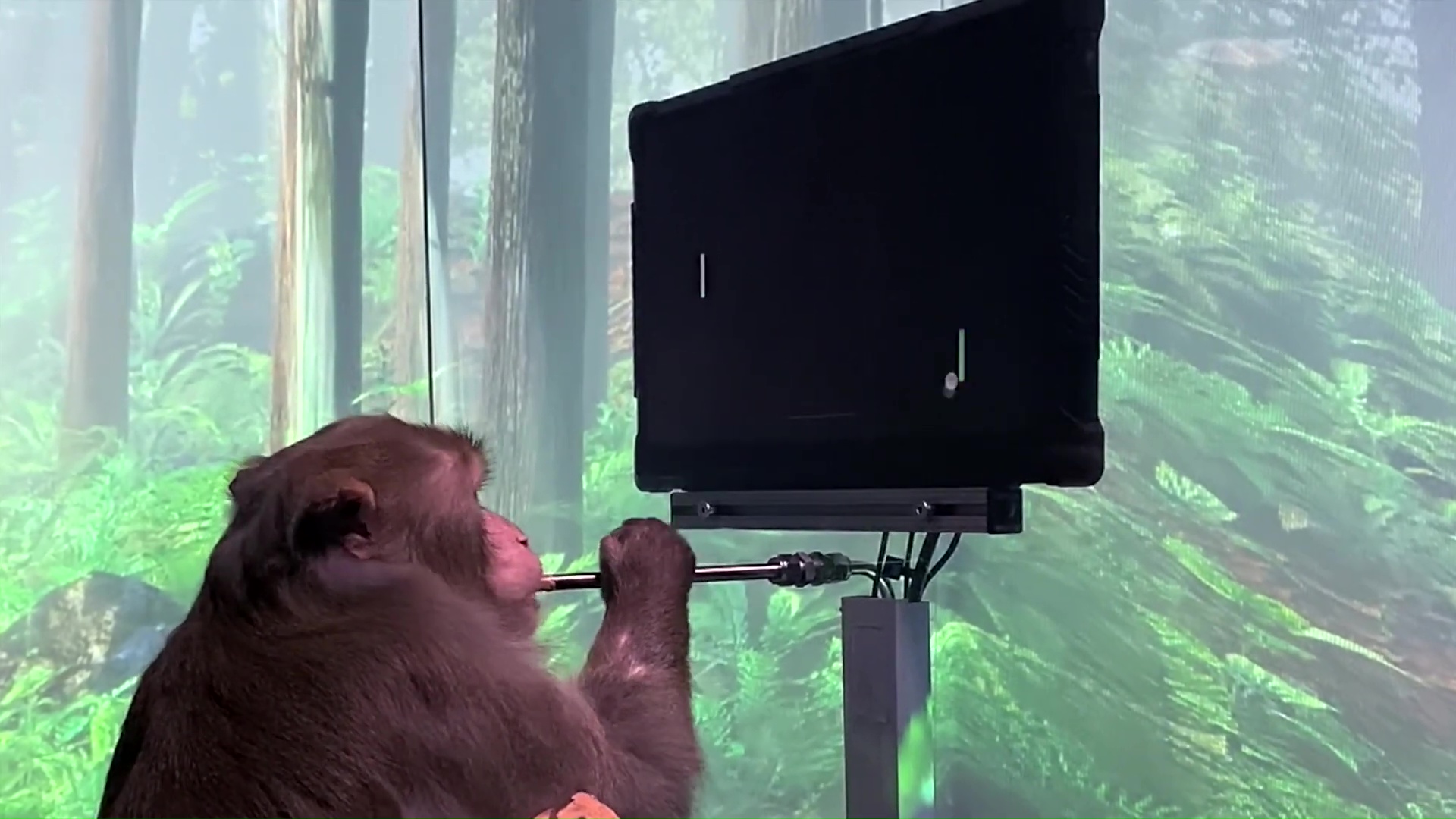 サルが脳波だけで『ポン』を遊ぶ驚きの動画公開。まひを持つ人のために脳波でコンピューターを操作する研究の最新成果_003