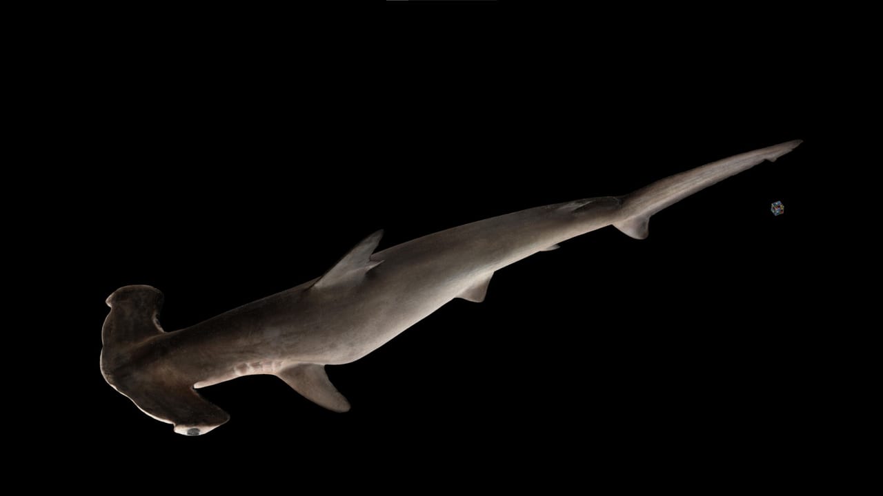 九州大学がザリガニやサメ、ソメイヨシノなどの3Dモデル1400点700種以上を無料公開中_003