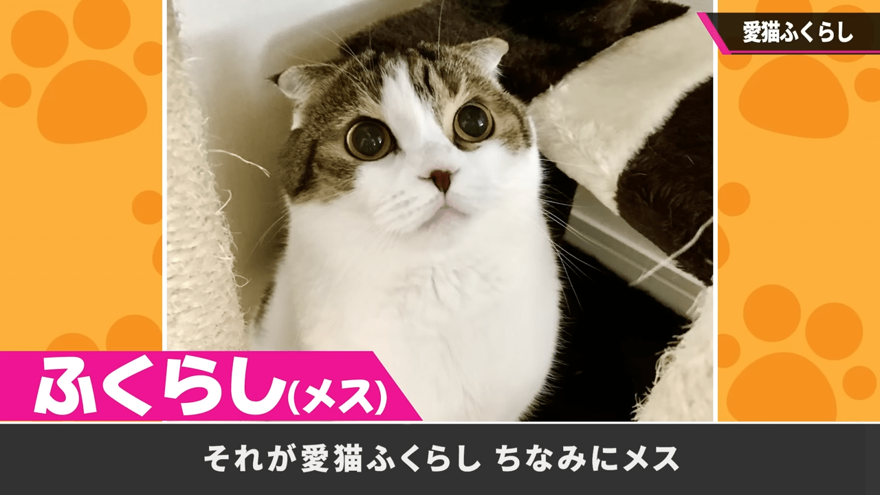 『スマブラ』『カービィ』の桜井政博氏が愛猫・ふくらさんを語る動画を投稿_001