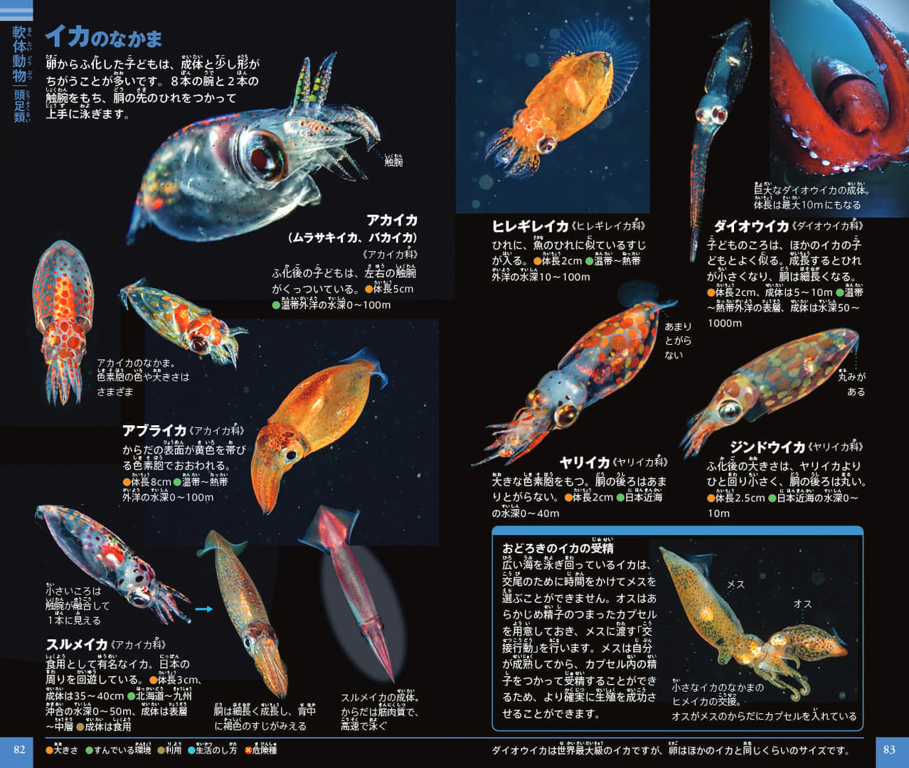「ネオポケットシリーズ」から『プランクトン』図鑑が発売。日本初となる約500種のプランクトンが掲載
_002