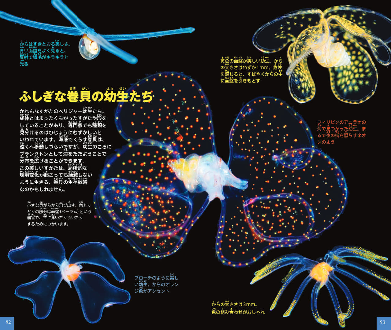 「ネオポケットシリーズ」から『プランクトン』図鑑が発売。日本初となる約500種のプランクトンが掲載
_003
