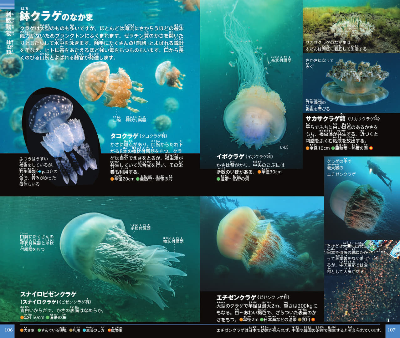 「ネオポケットシリーズ」から『プランクトン』図鑑が発売。日本初となる約500種のプランクトンが掲載
_005