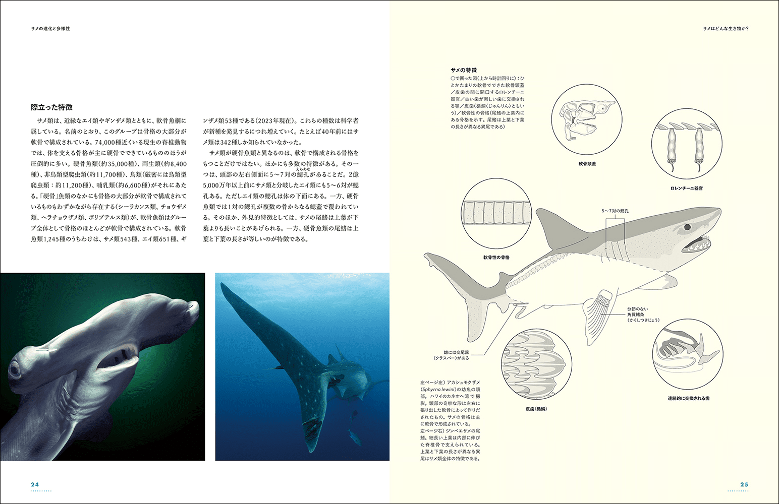 迫力の写真とイラストで40種類を超えるサメを紹介する『迫力ビジュアル図鑑 世界のサメ』が今年8月に発売_003