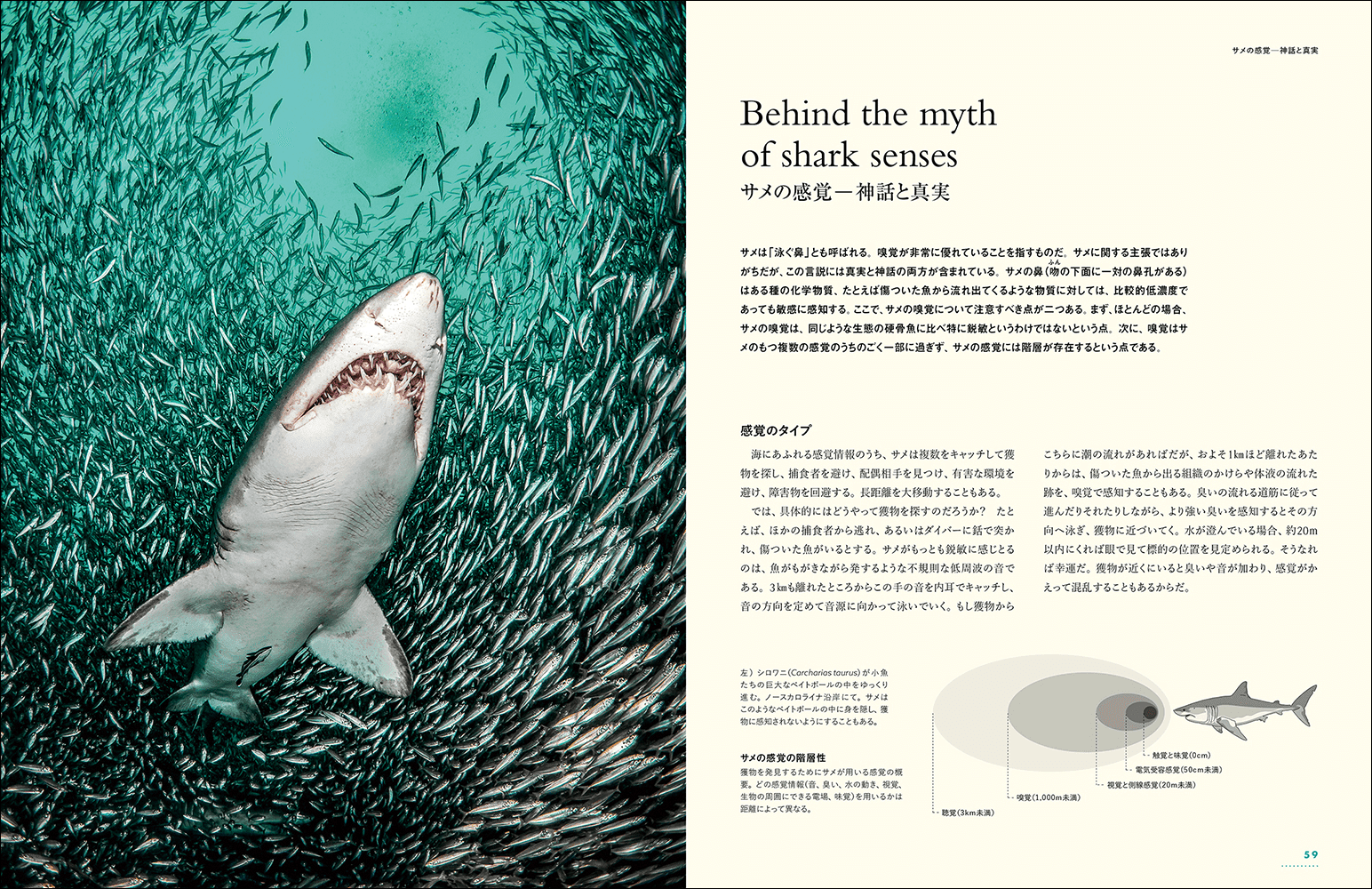 迫力の写真とイラストで40種類を超えるサメを紹介する『迫力ビジュアル図鑑 世界のサメ』が今年8月に発売_004