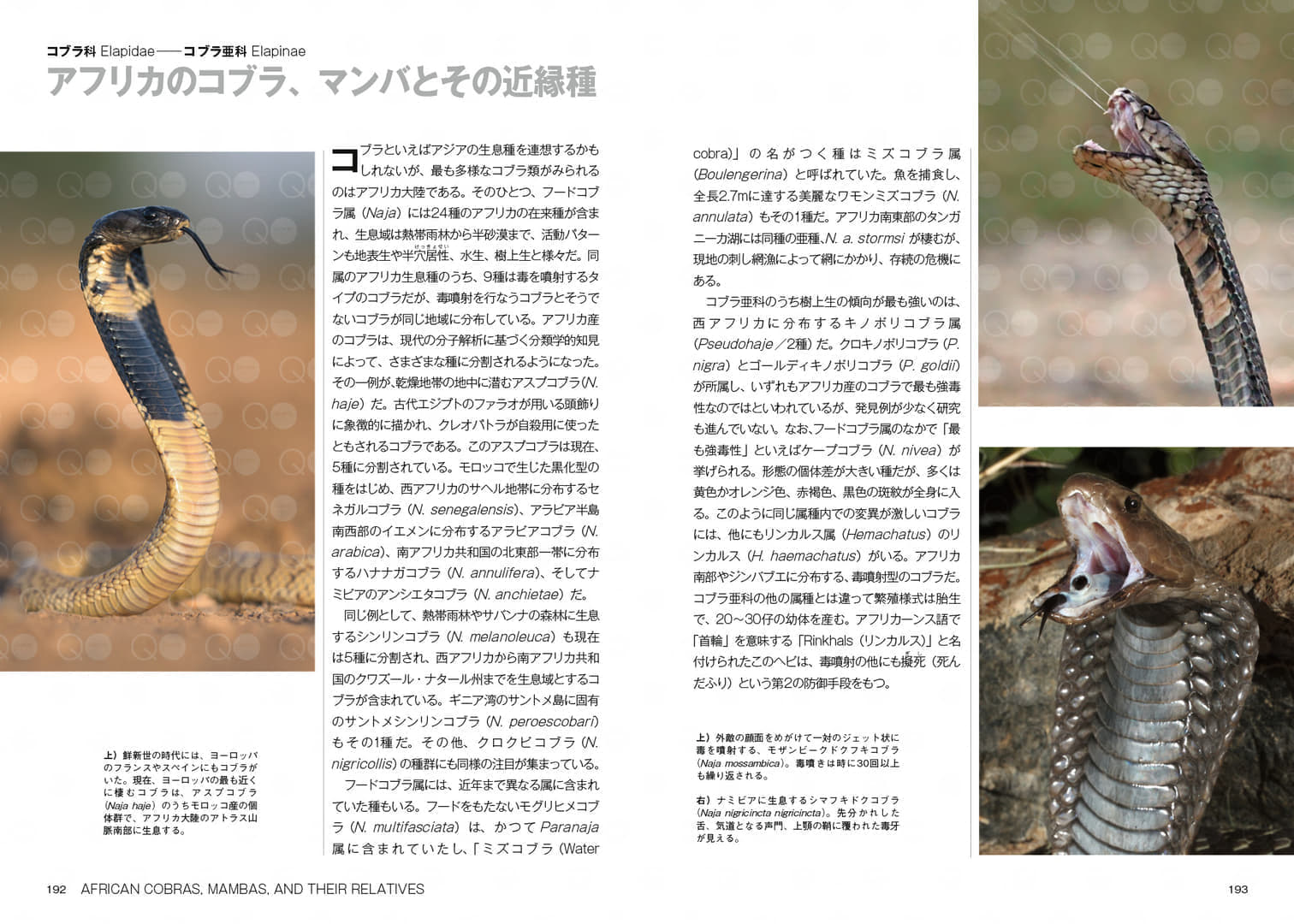 「ヘビ大全 SNAKES OF THE WORLD」が発売。世界に約4000種といわれるヘビを徹底解説した書籍_003