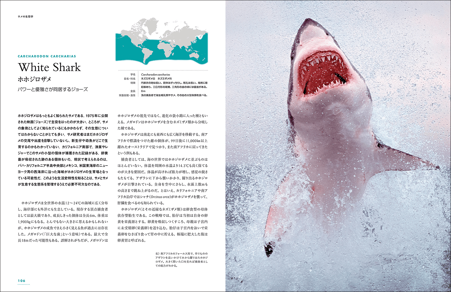 迫力の写真とイラストで40種類を超えるサメを紹介する『迫力ビジュアル図鑑 世界のサメ』が今年8月に発売_008