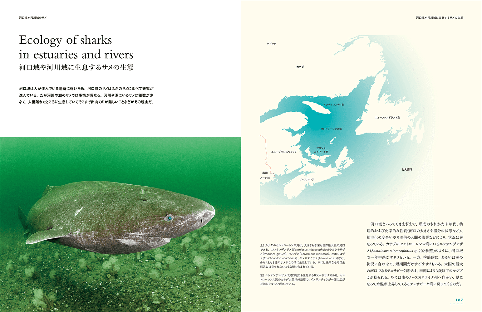 迫力の写真とイラストで40種類を超えるサメを紹介する『迫力ビジュアル図鑑 世界のサメ』が今年8月に発売_002